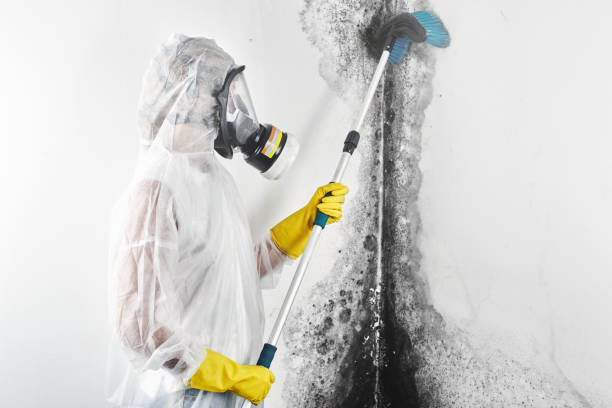 Best Water Damage & Mold Remediation  in Emigration Canyon, UT