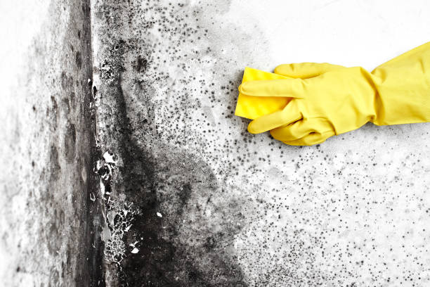 Best Mold Removal for HVAC Installations  in Emigration Canyon, UT