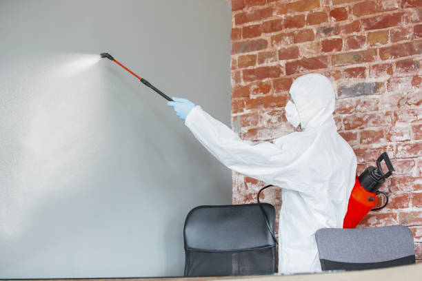 Professional Mold Removal in Emigration Canyon, UT